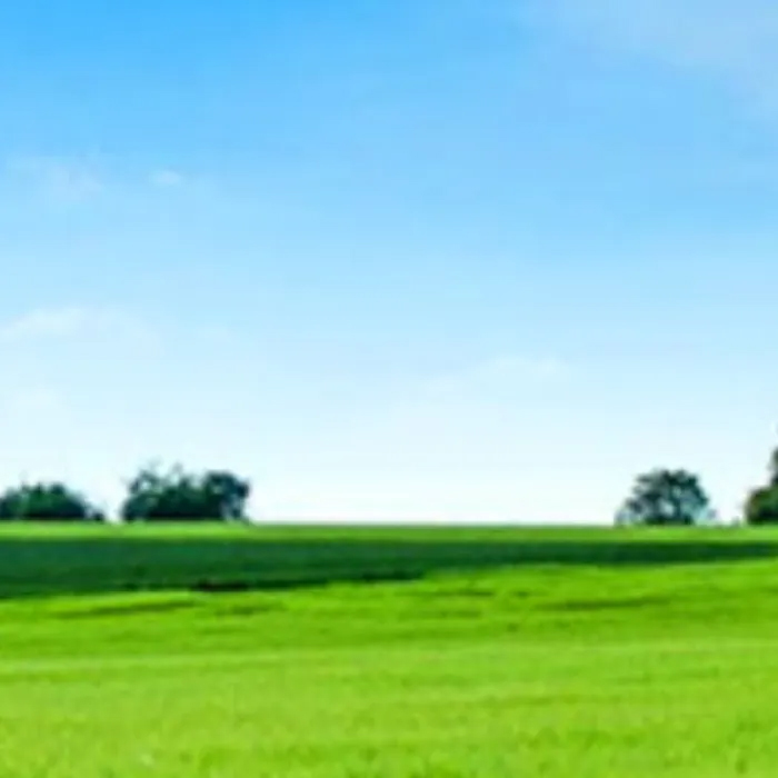 Green grass blue sky illustration.